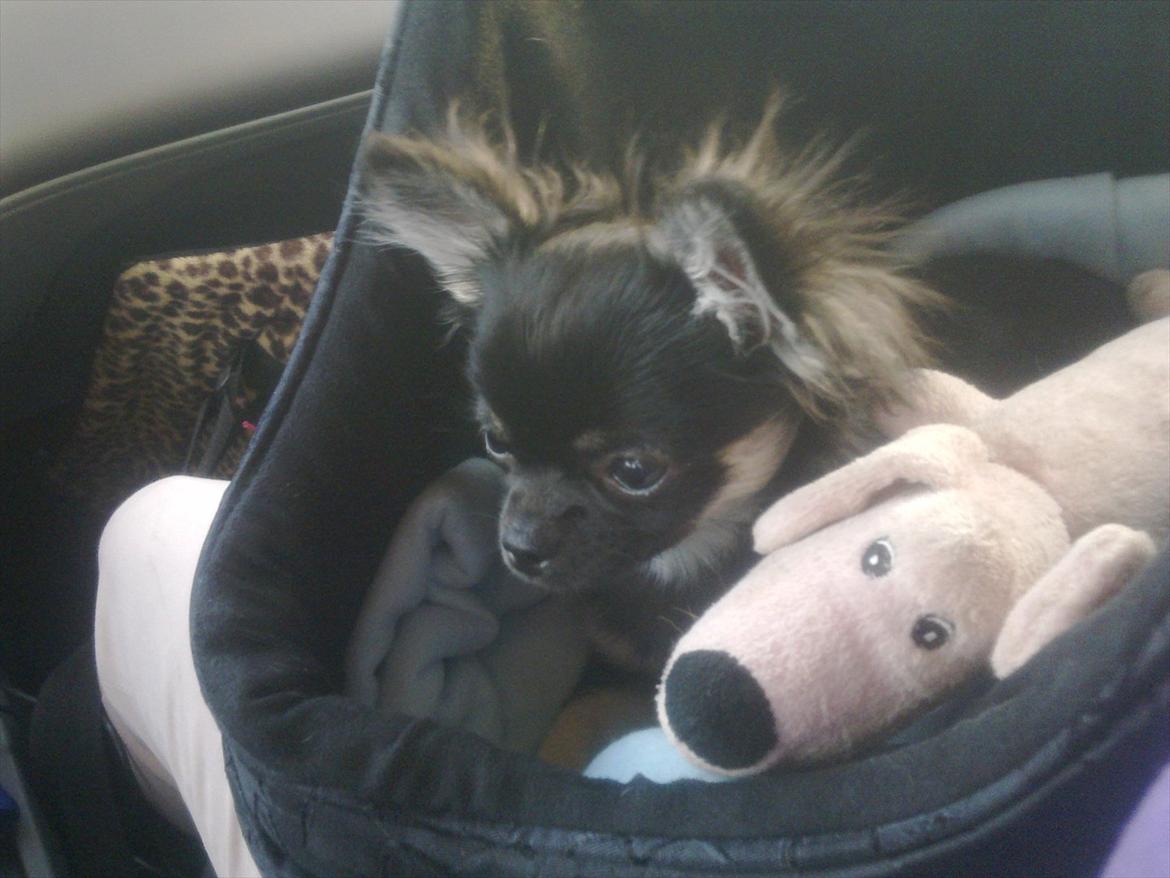 Chihuahua Cody - På vej hjem fra avler - så fik jeg ham endelig :) billede 4