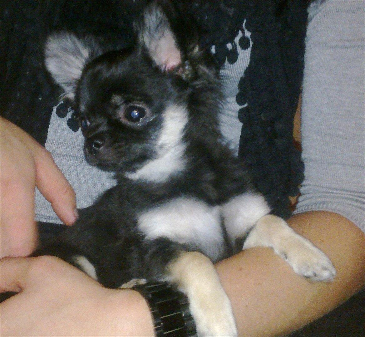 Chihuahua Cody - Besøg hos avler inden han kom med hjem billede 5