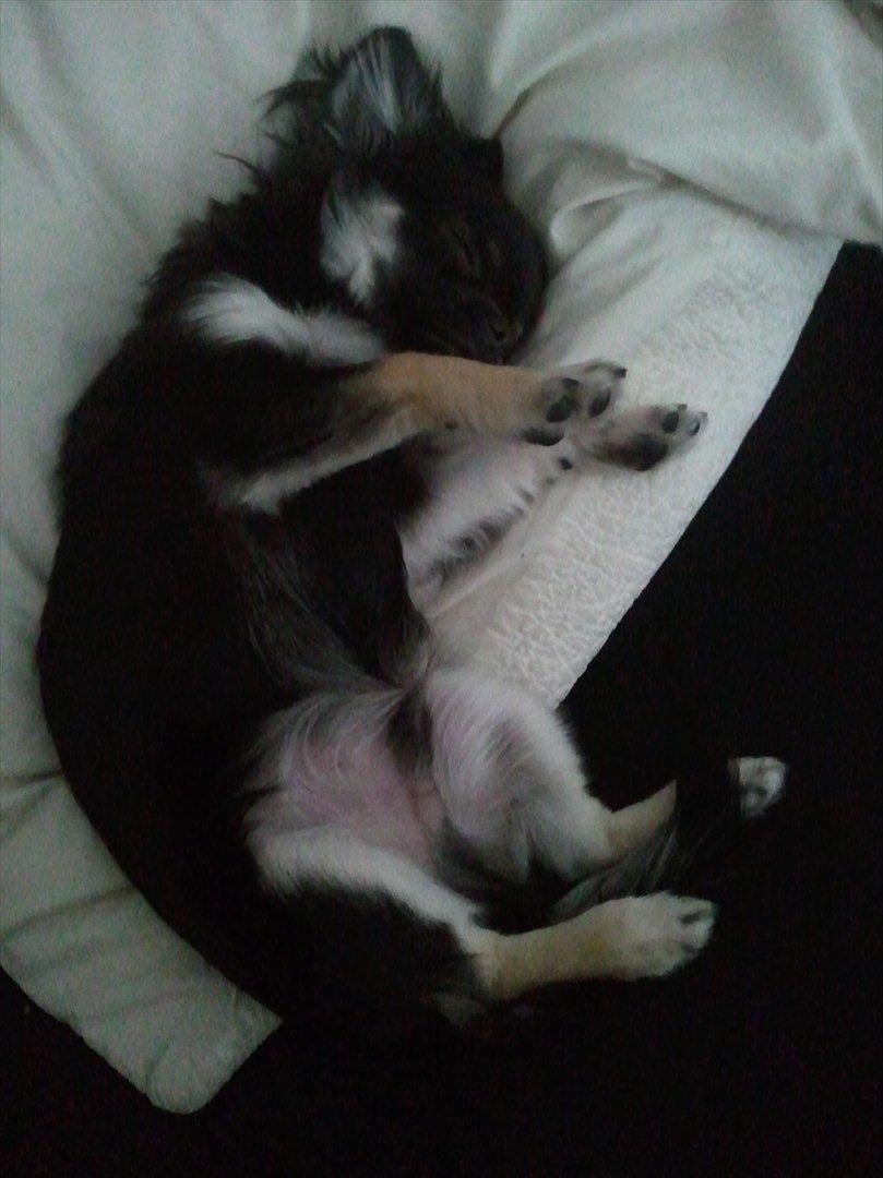 Chihuahua Cody - Zzz.. billede 6