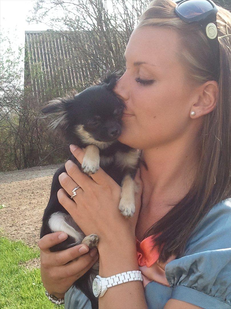 Chihuahua Cody - <3 billede 7