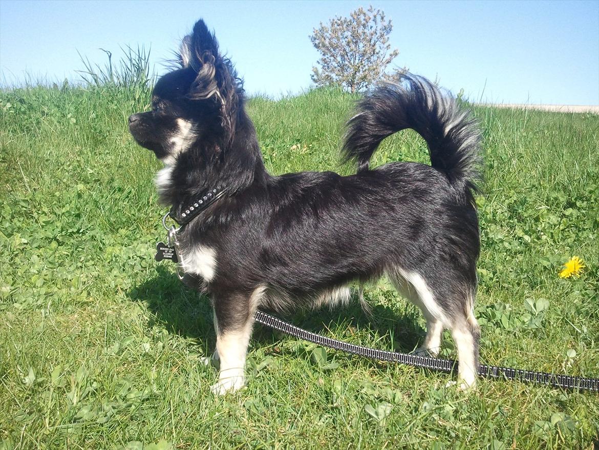 Chihuahua Cody billede 8