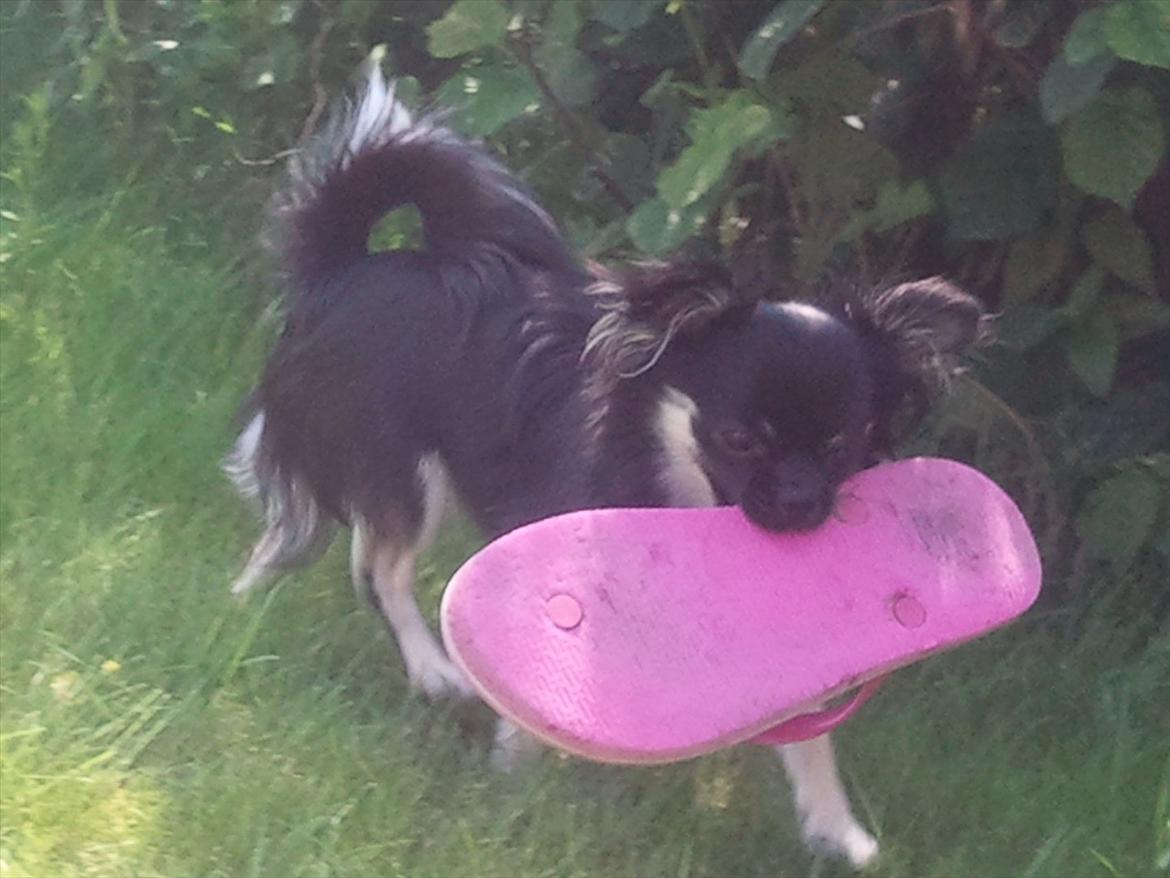 Chihuahua Cody - Cody sandaltyv ;) billede 9