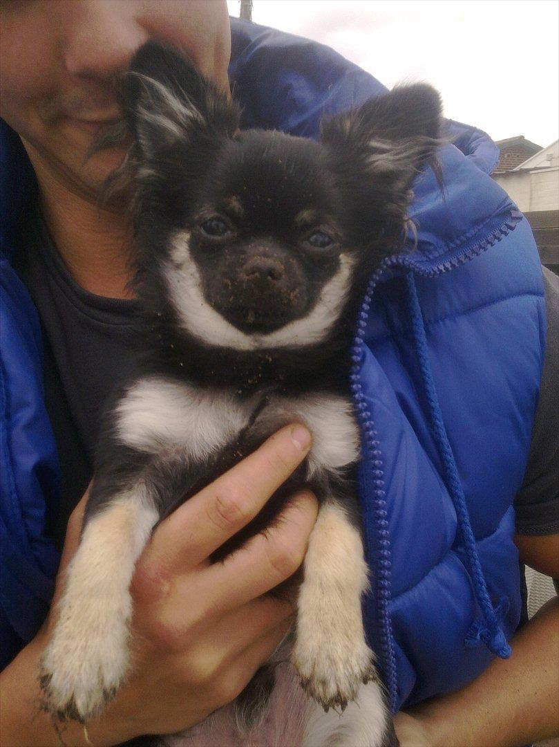 Chihuahua Cody - Så har man da lige leget gravhund IGEN :) billede 10