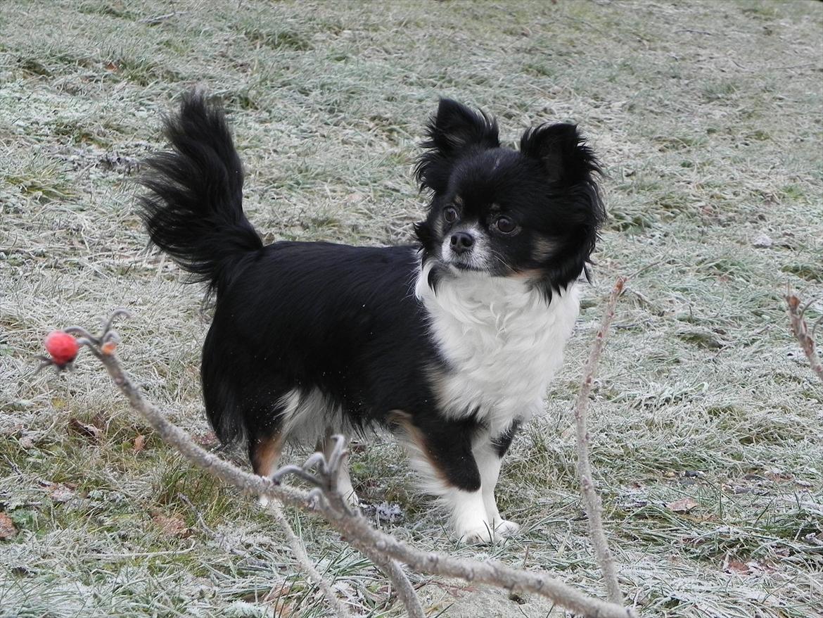 Chihuahua Qira billede 1