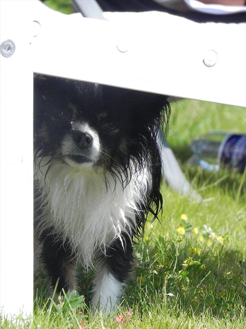 Chihuahua Qira - Krølle ligger på lur... billede 2