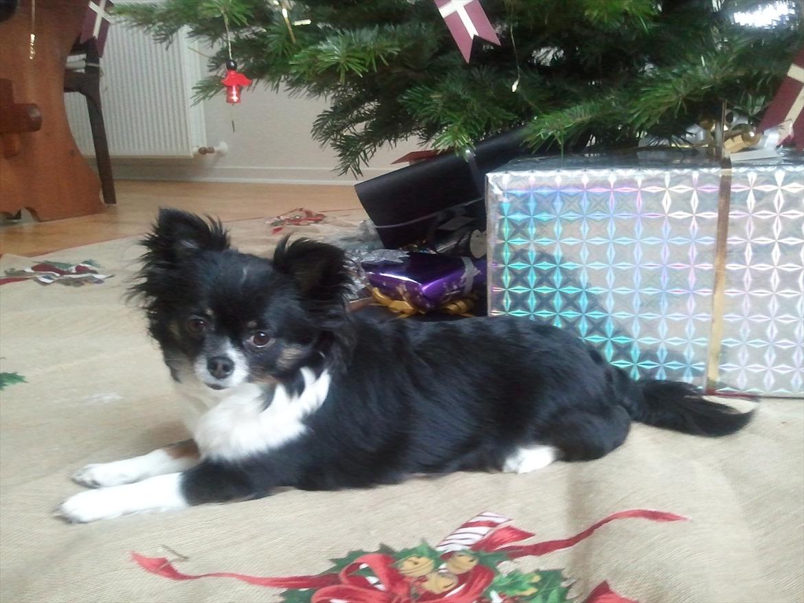 Chihuahua Qira - Qira venter på gaverne ;) billede 6