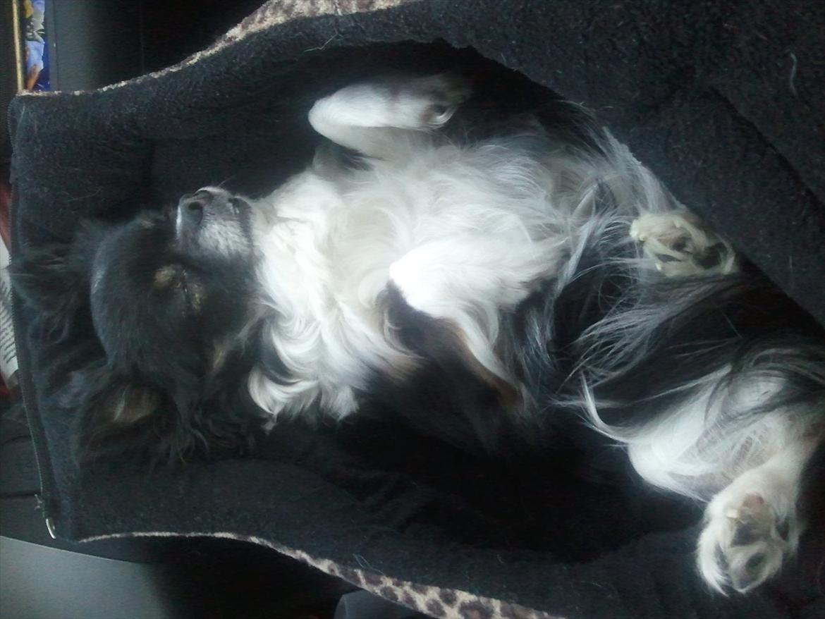 Chihuahua Qira billede 3