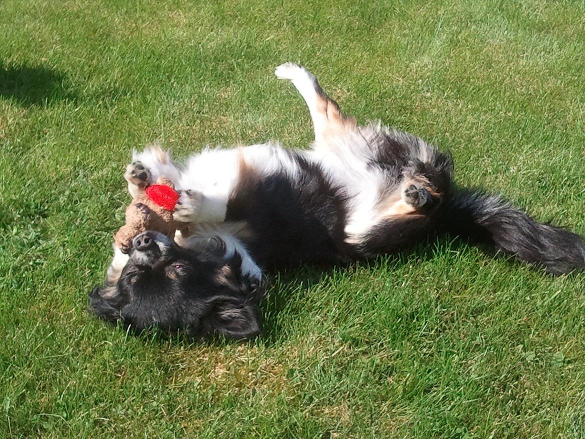 Chihuahua Qira billede 4