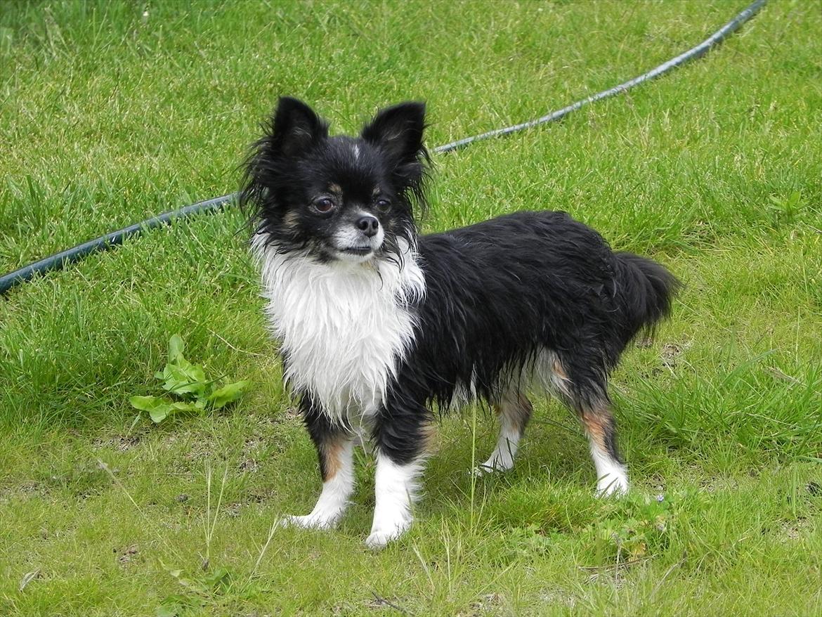 Chihuahua Qira - Så har Qira lige været ude at bade :) billede 5