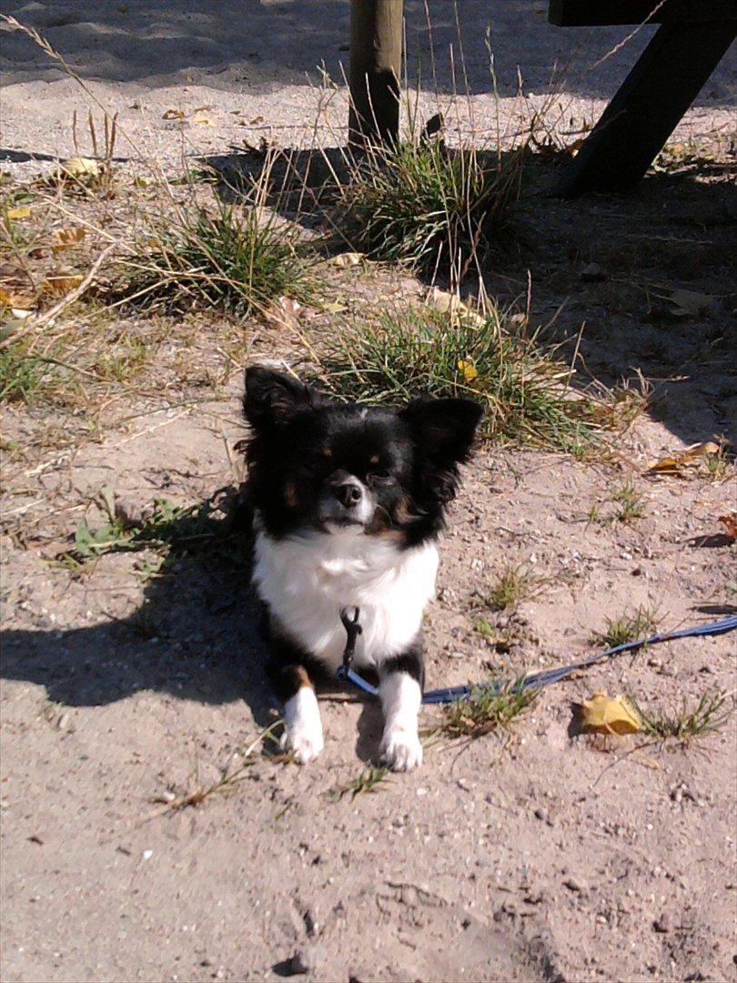 Chihuahua Qira billede 7