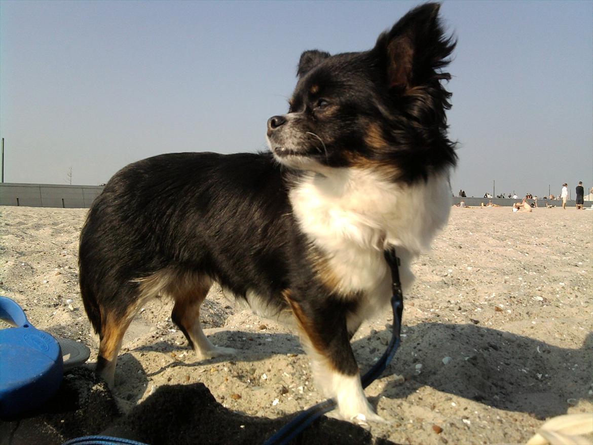 Chihuahua Qira - Krølle på stranden billede 8