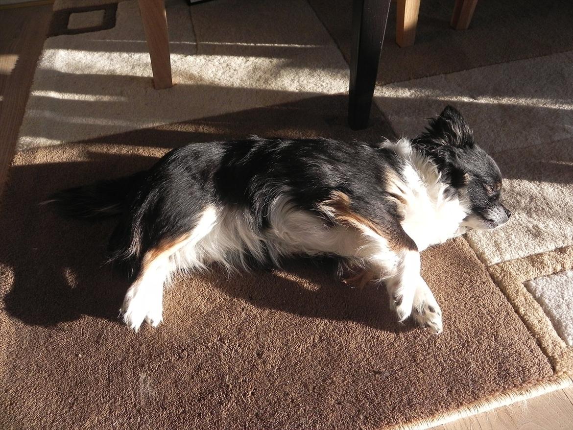 Chihuahua Qira - Miss Sunshine :) billede 9