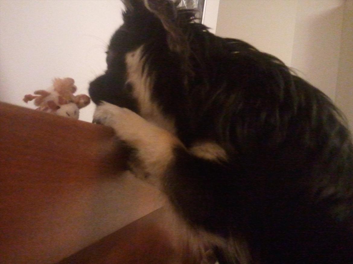 Chihuahua Cody - Ih jeg gad godt ha den der! billede 11