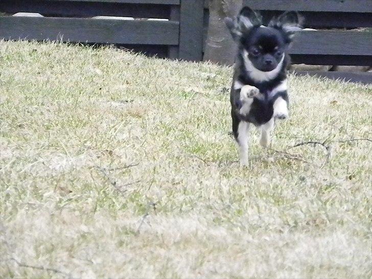 Chihuahua Cody billede 12