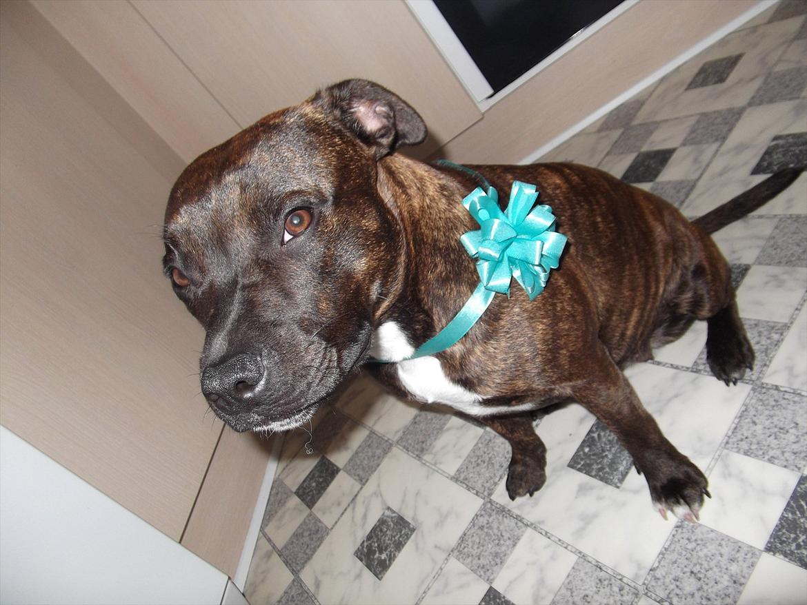 Staffordshire bull terrier Indra - Jeg elsker farven Blå , den klæ'r mig :) billede 6