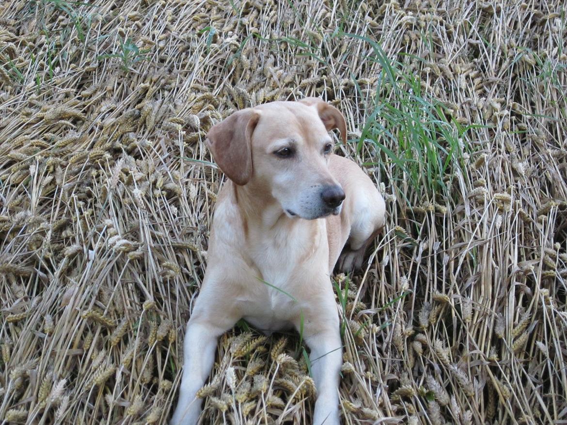 Blanding af racer Snickers billede 2