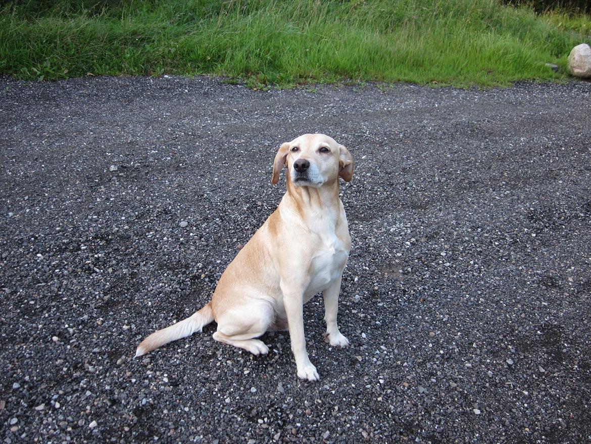 Blanding af racer Snickers billede 17