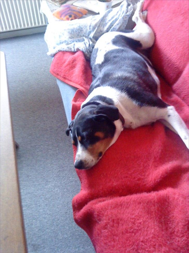 Blanding af racer Sussie ( Dino ) R.I.P billede 14