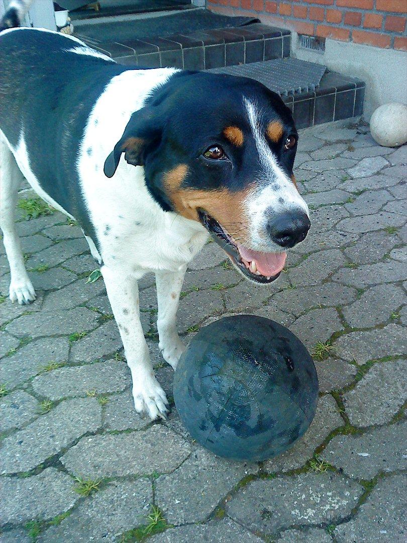 Blanding af racer Sussie ( Dino ) R.I.P - du vil altid være elsket dino muller!!! billede 15