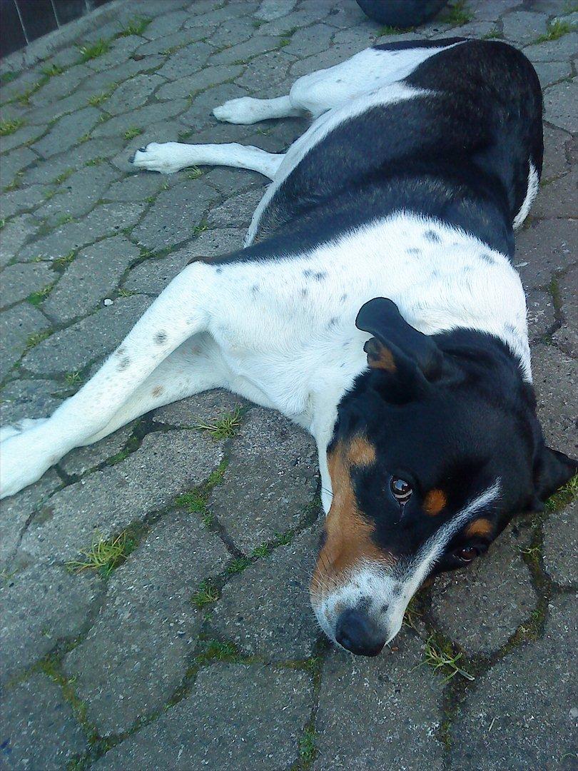 Blanding af racer Sussie ( Dino ) R.I.P billede 16