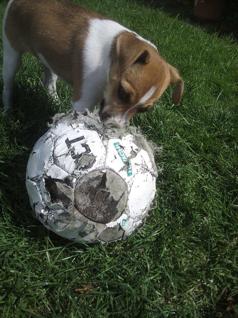 Dansk svensk gaardhund Bailey 'Tøzen :) billede 18