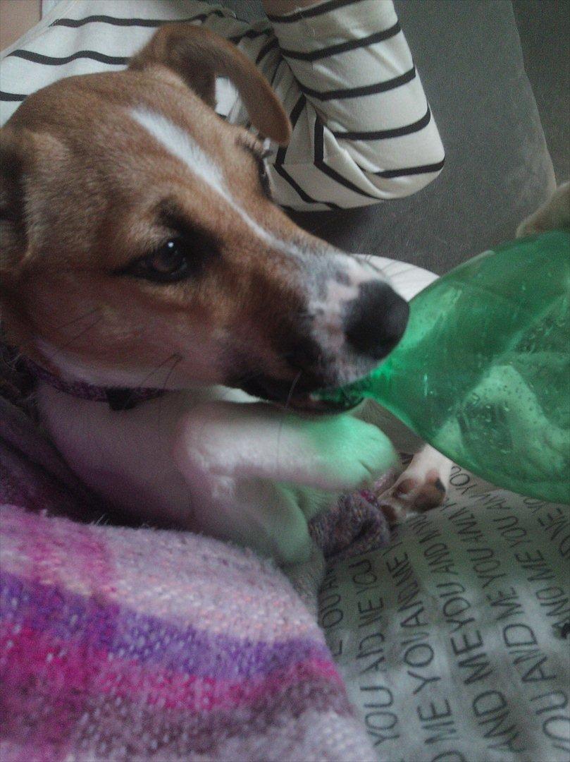 Dansk svensk gaardhund Bailey 'Tøzen :) billede 19