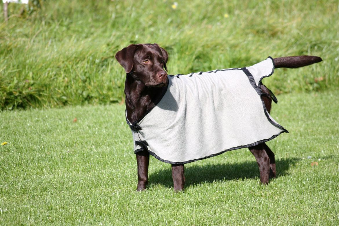 Labrador retriever Nuca - Nuca´s "nye" hjemmelavet dækken ;D
29-09-2011 billede 16