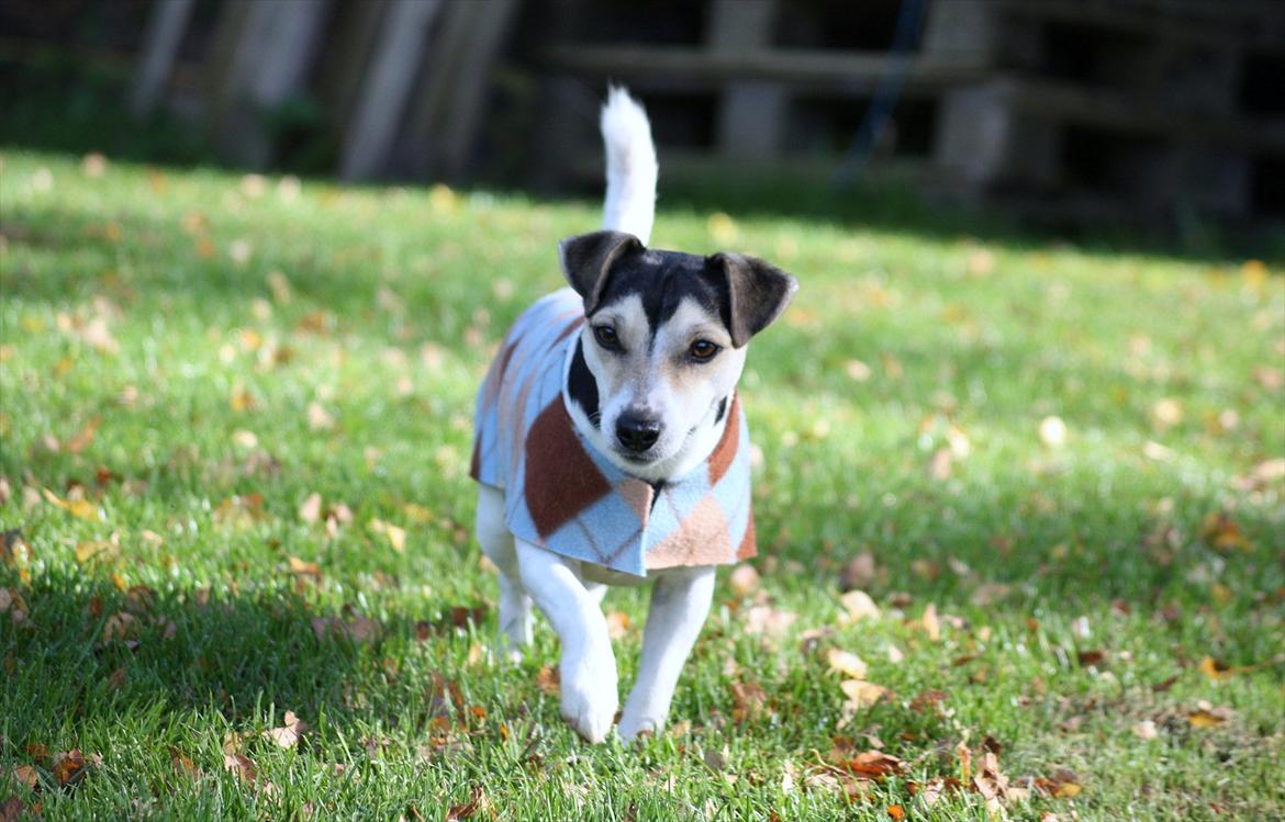 Jack russell terrier My - My med sit hjemmelavet dækken ;)
29-09-2011 billede 19