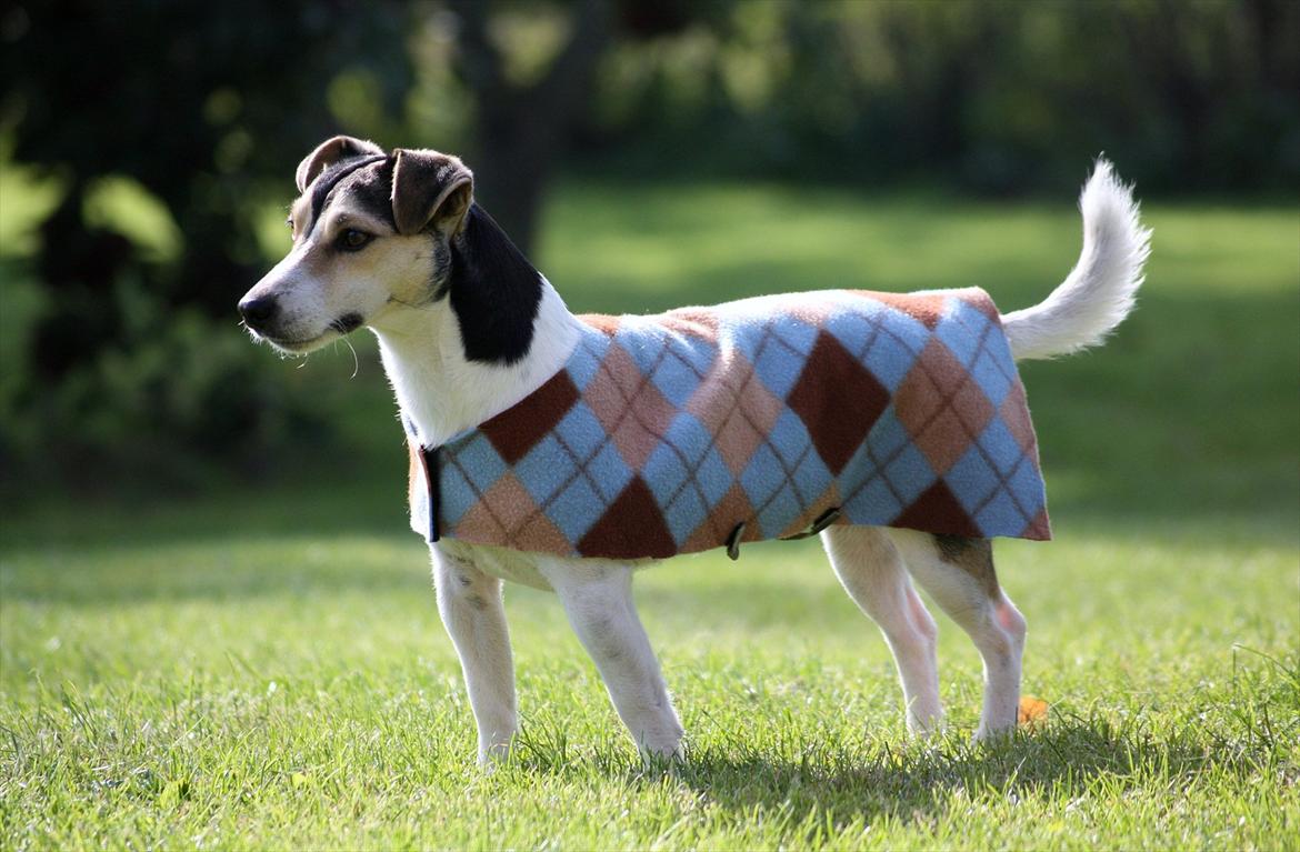 Jack russell terrier My - My ser stolt ud ;)
29-09-2011 billede 20