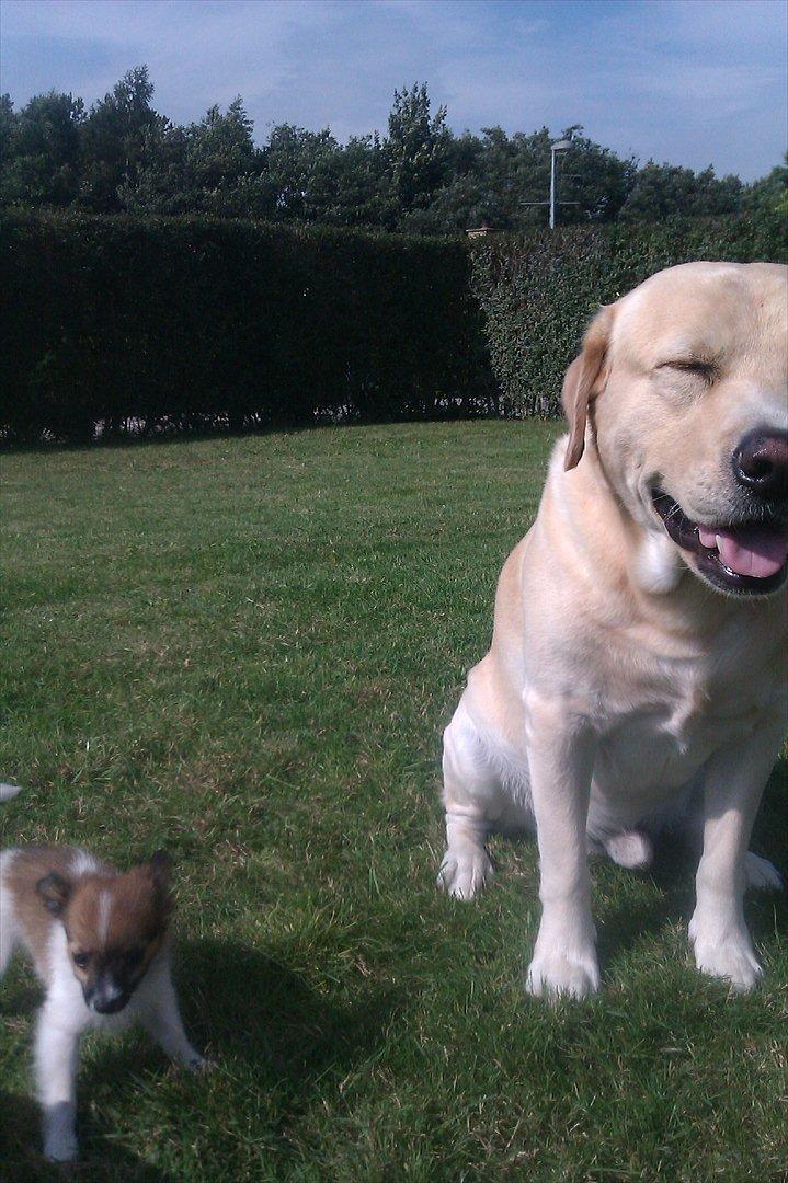 Labrador retriever Spiki billede 7