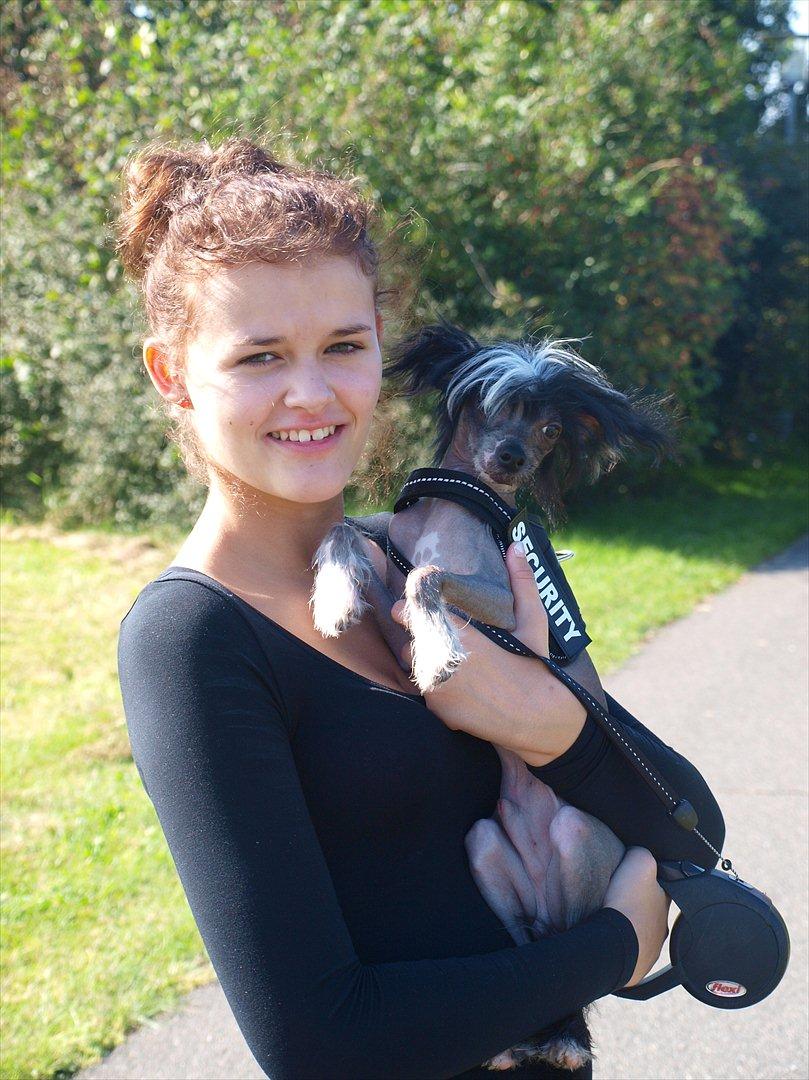 Chinese crested hårløs Kajser <3 billede 3