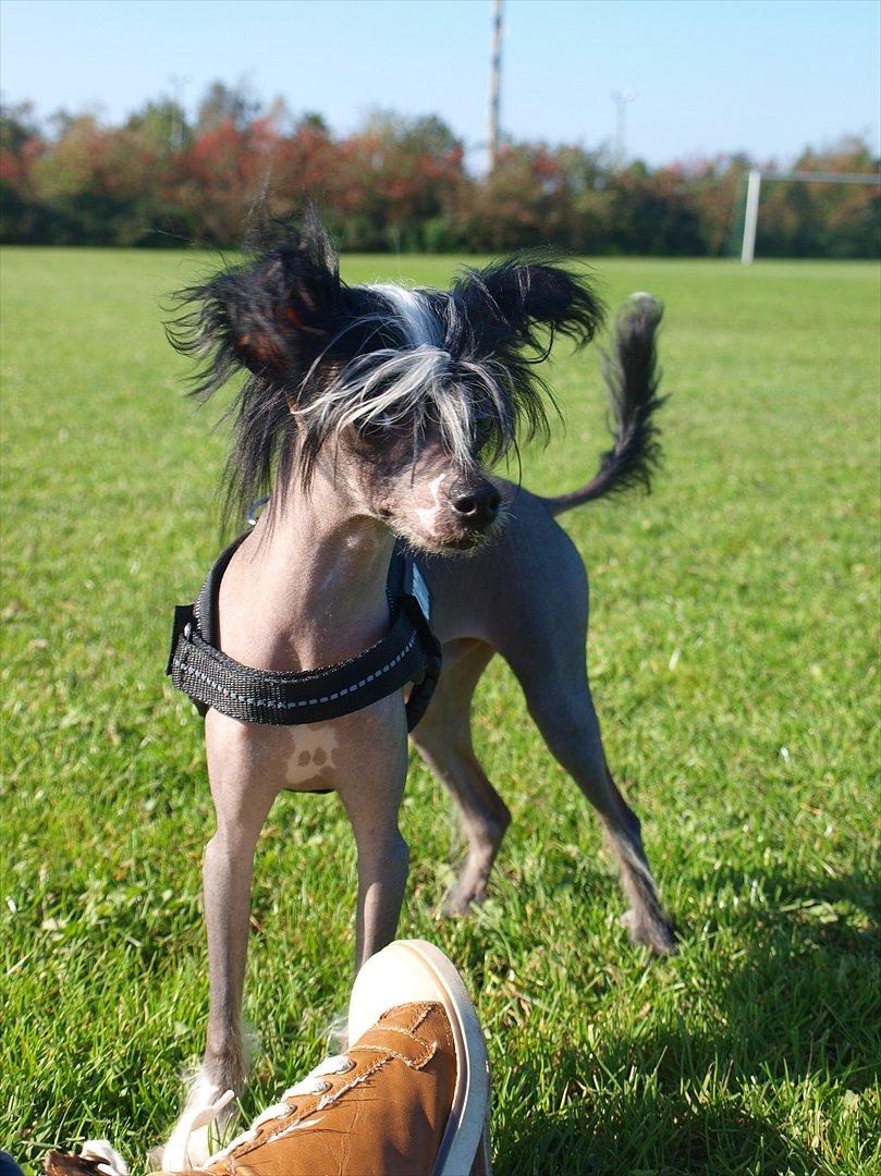 Chinese crested hårløs Kajser <3 - Lille Kajser da han næsten lige var kommet :) billede 4