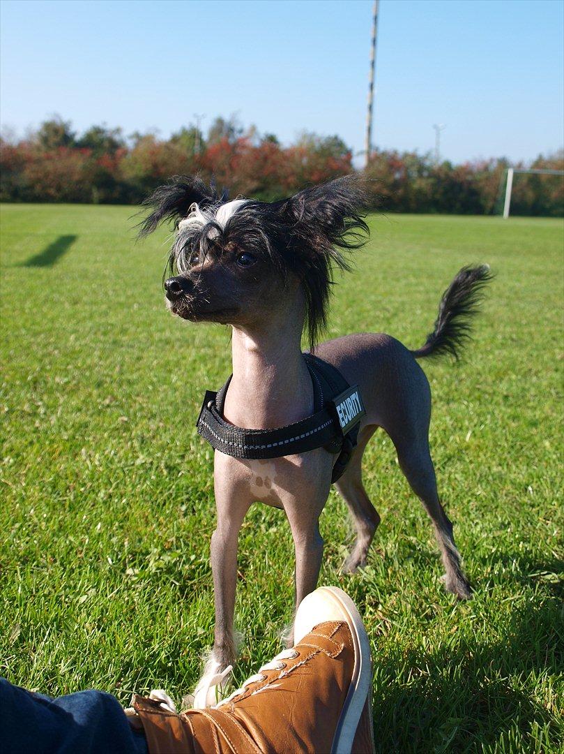 Chinese crested hårløs Kajser <3 - Årh hvor van han tynd :(  billede 5