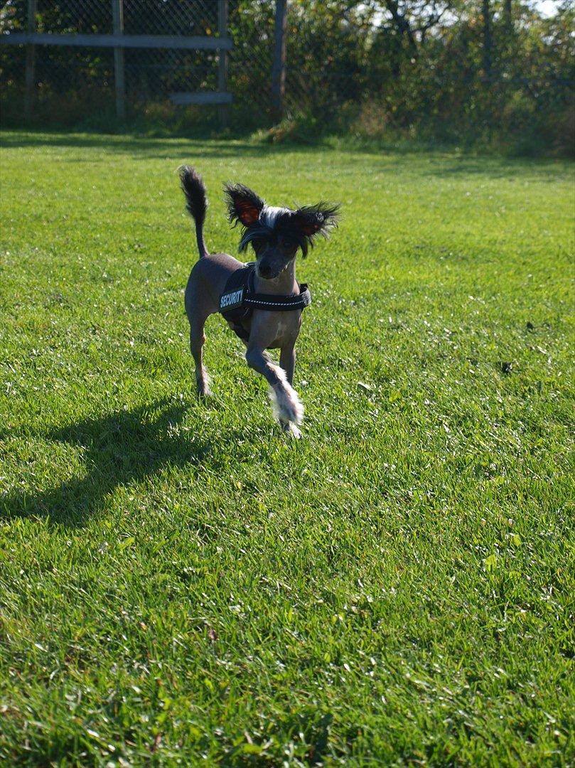 Chinese crested hårløs Kajser <3 billede 6