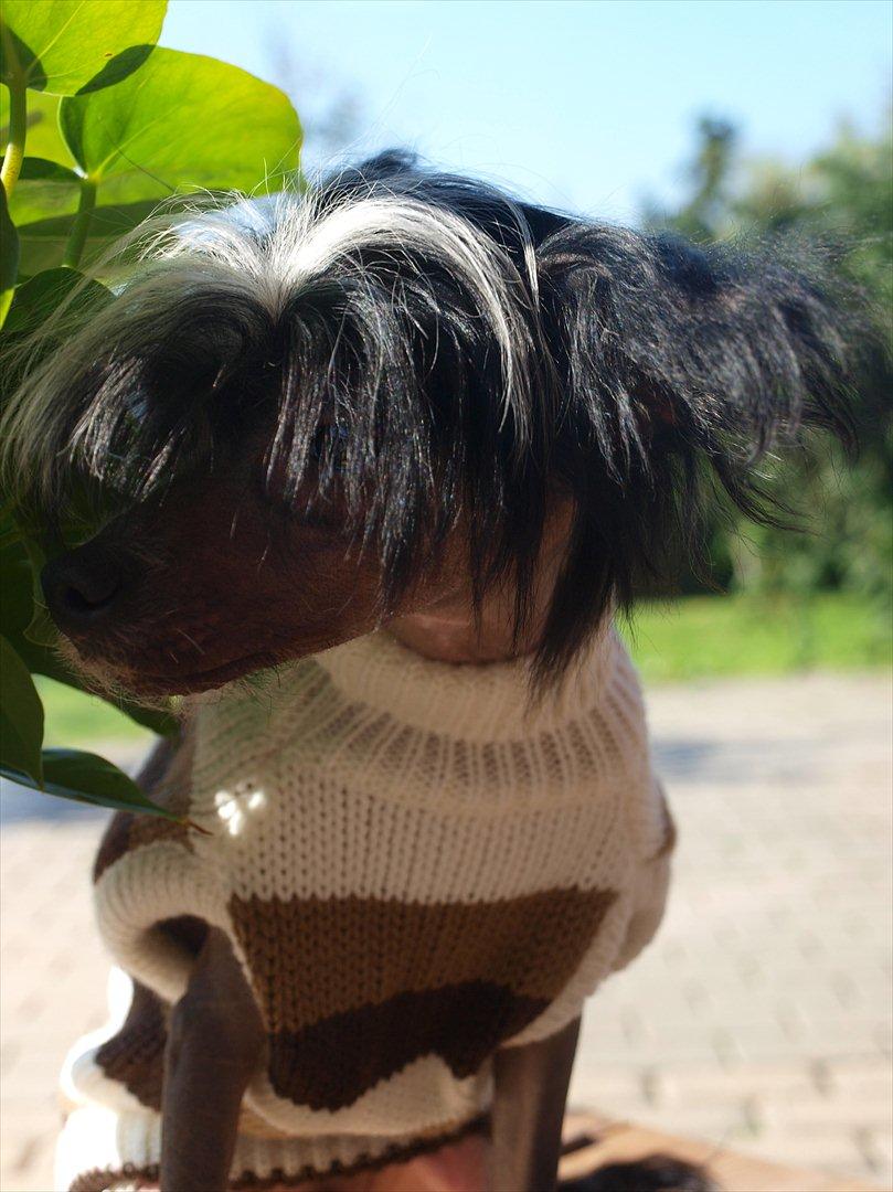 Chinese crested hårløs Kajser <3 billede 7