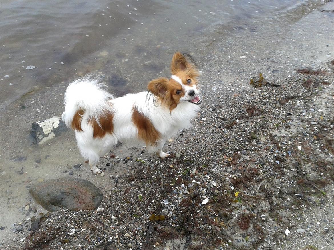 Papillon simba - jeg begynder at blive vild med det vand og strand :-) billede 17