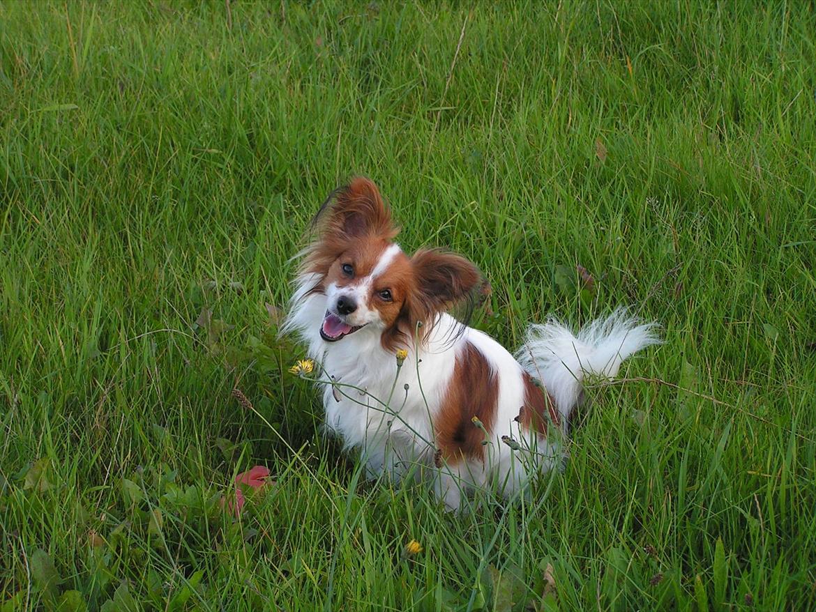 Papillon simba - se hvor fin jeg er :-)  billede 18