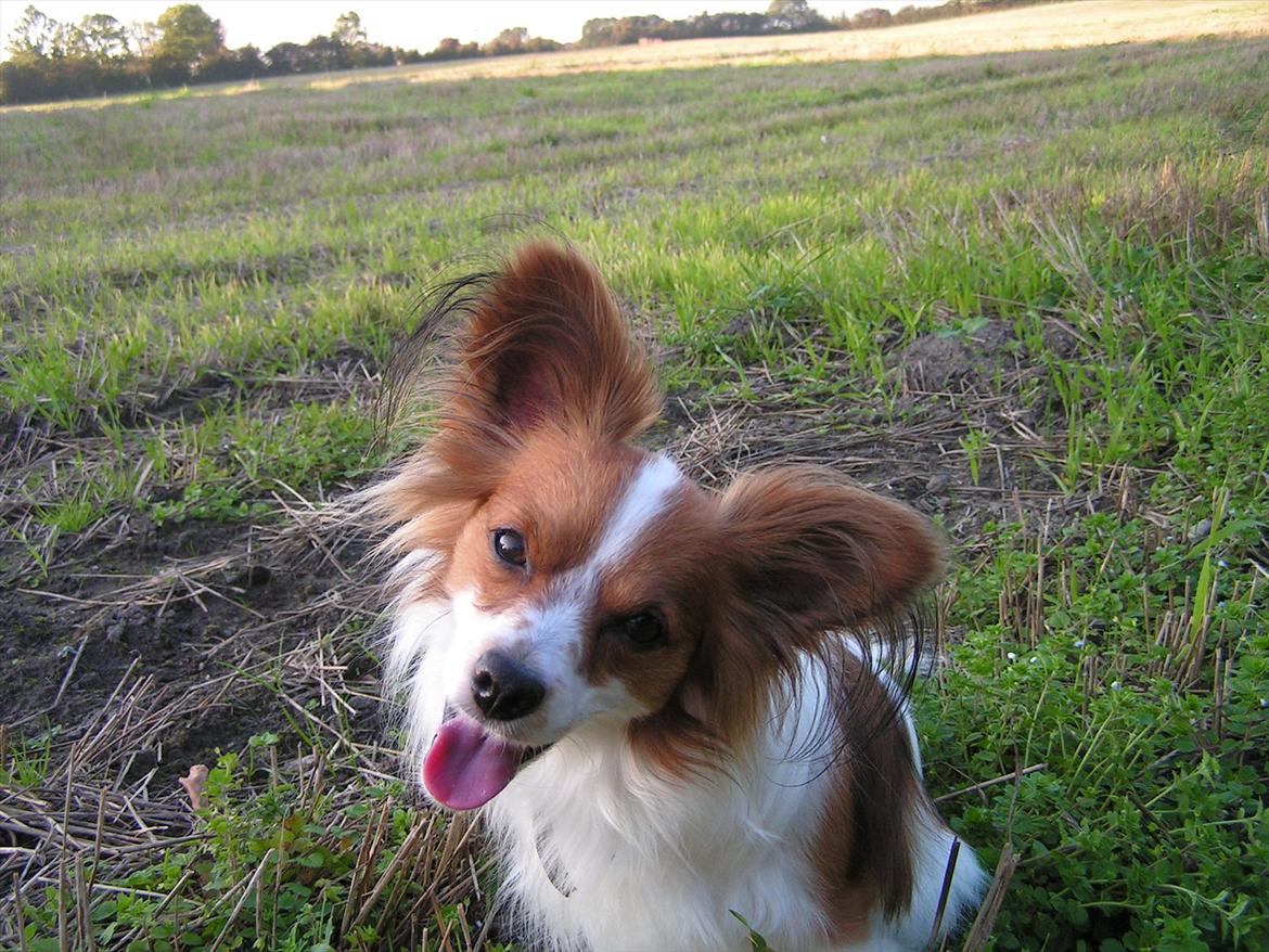 Papillon simba - er du forelset nu? det er min mor :-D billede 19