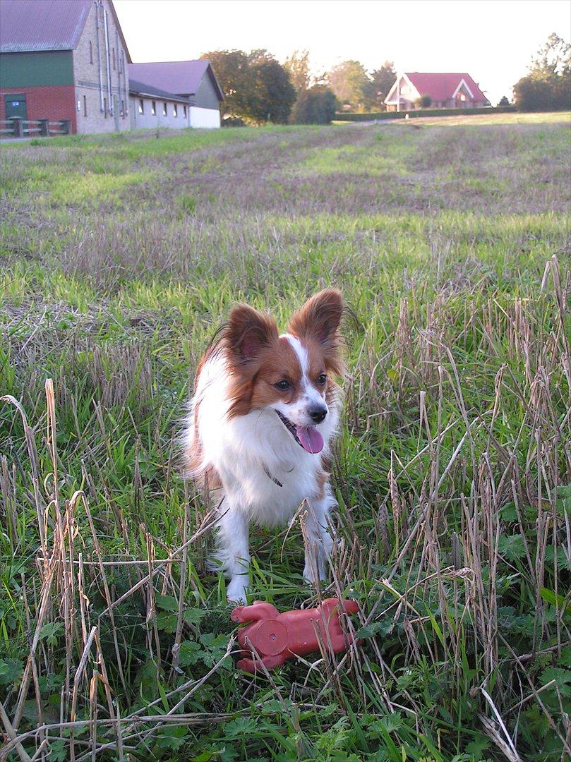 Papillon simba - se min nye gris :-) billede 20