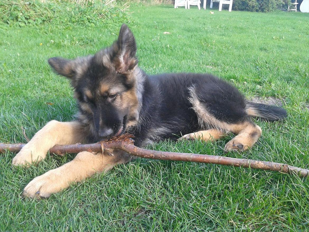 Schæferhund Balder billede 7