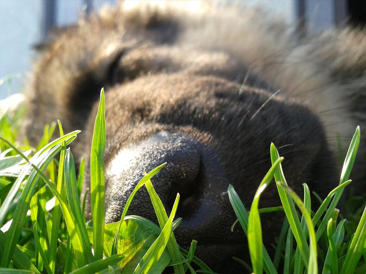 Schæferhund Balder billede 8