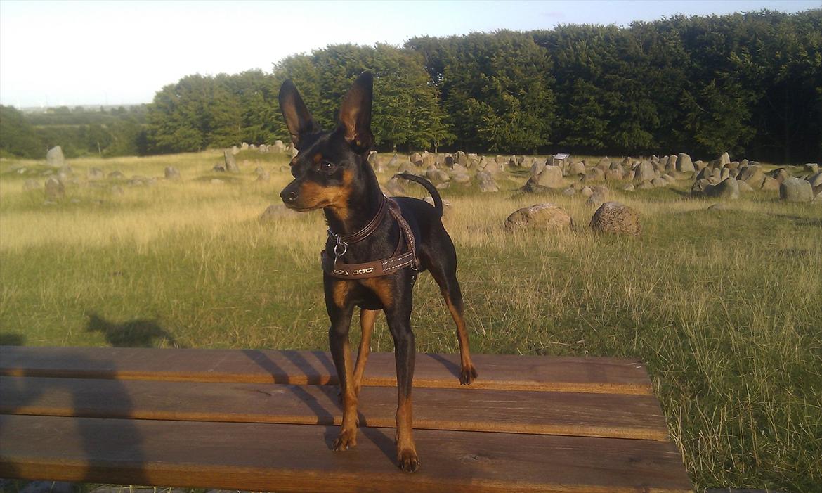 Dvaergpinscher Buster billede 1