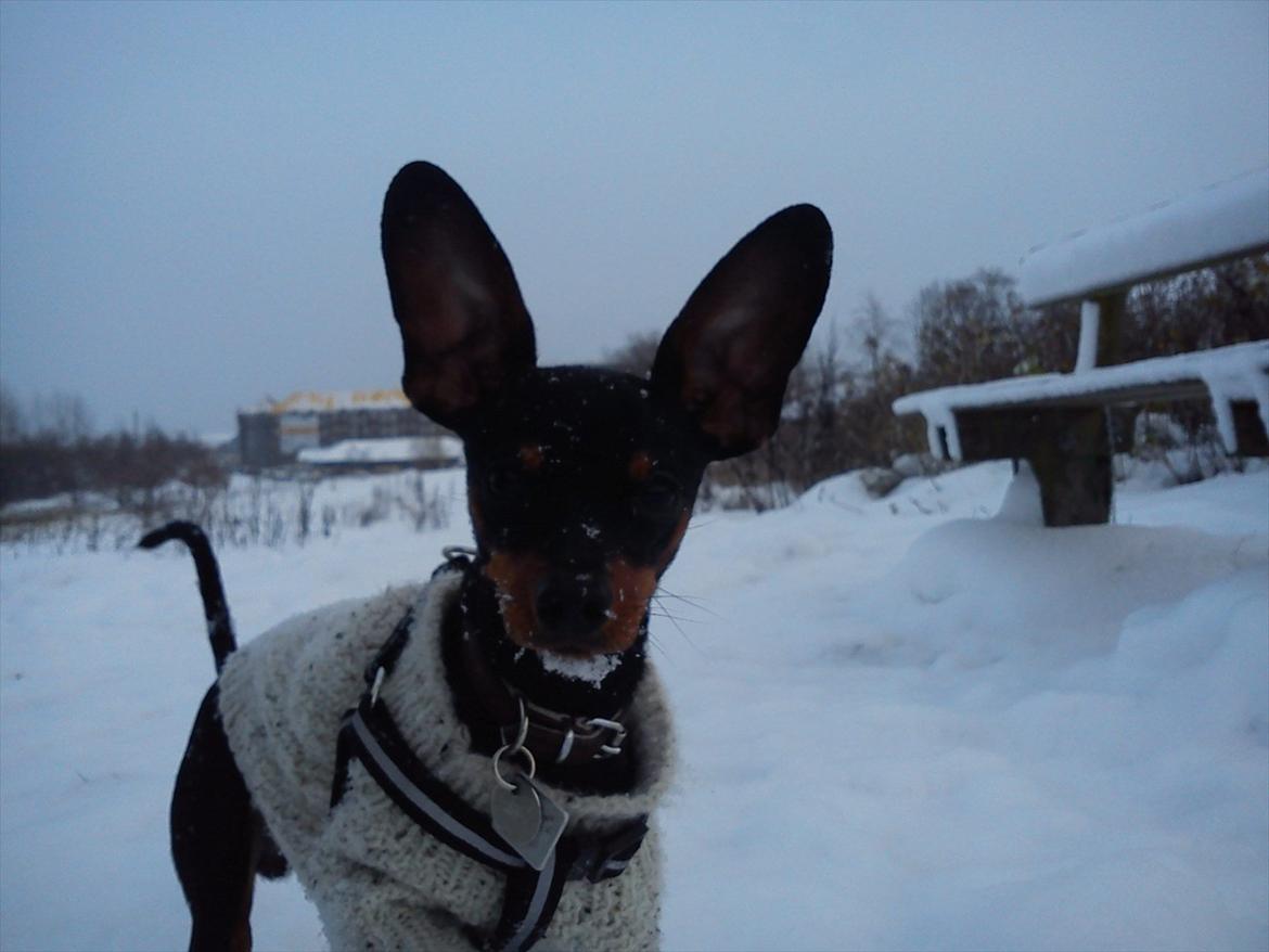 Dvaergpinscher Buster billede 2