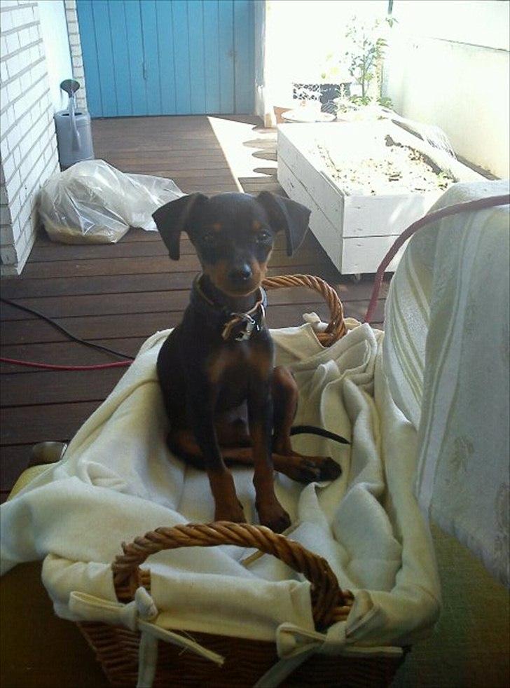 Dvaergpinscher Buster - Første dag i mit nye hjem billede 3