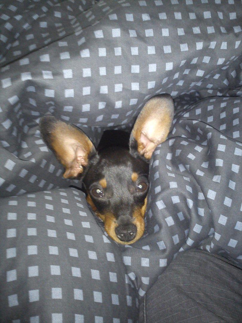 Dvaergpinscher Buster billede 4