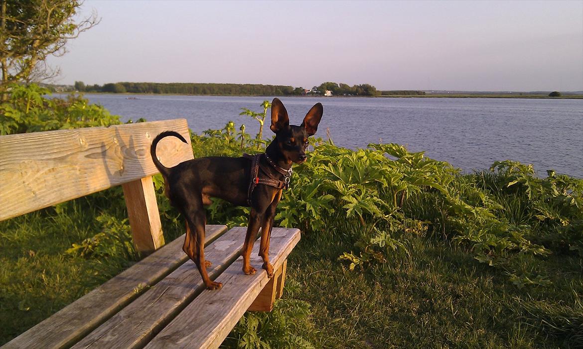 Dvaergpinscher Buster billede 5