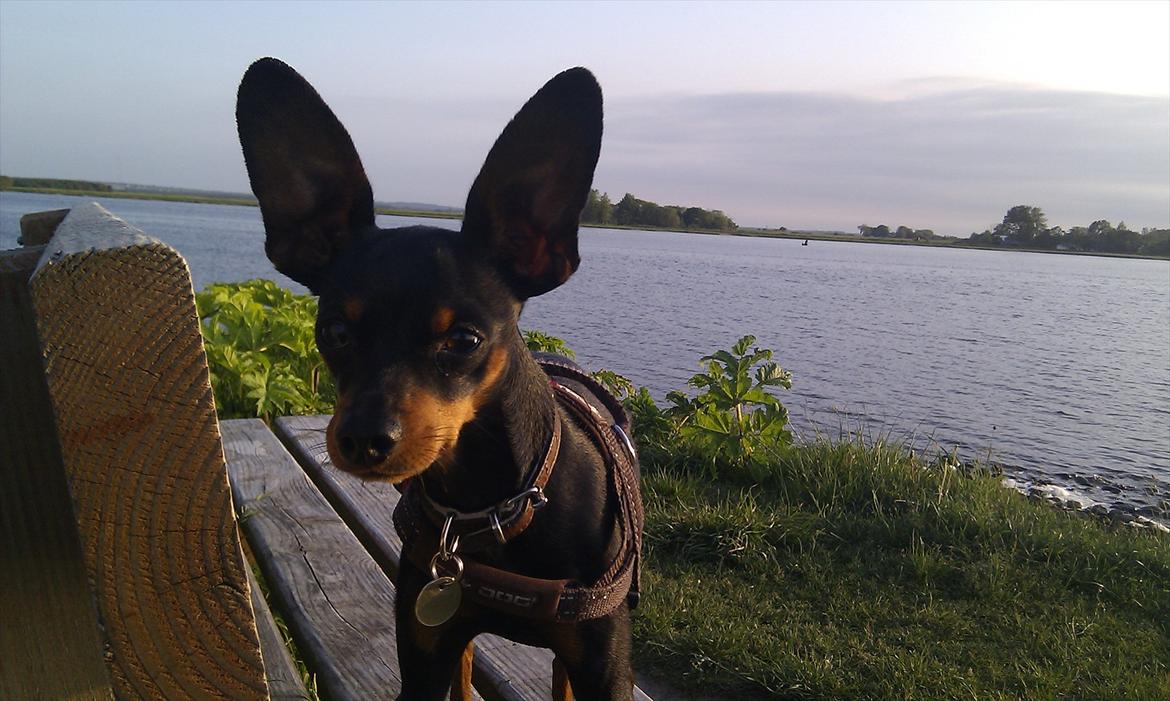 Dvaergpinscher Buster billede 6