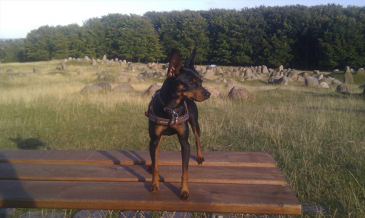 Dvaergpinscher Buster billede 7