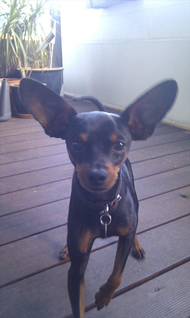 Dvaergpinscher Buster billede 8