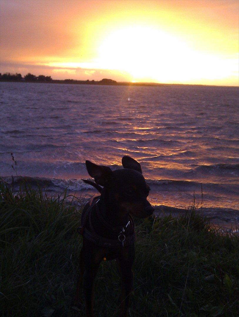 Dvaergpinscher Buster billede 9